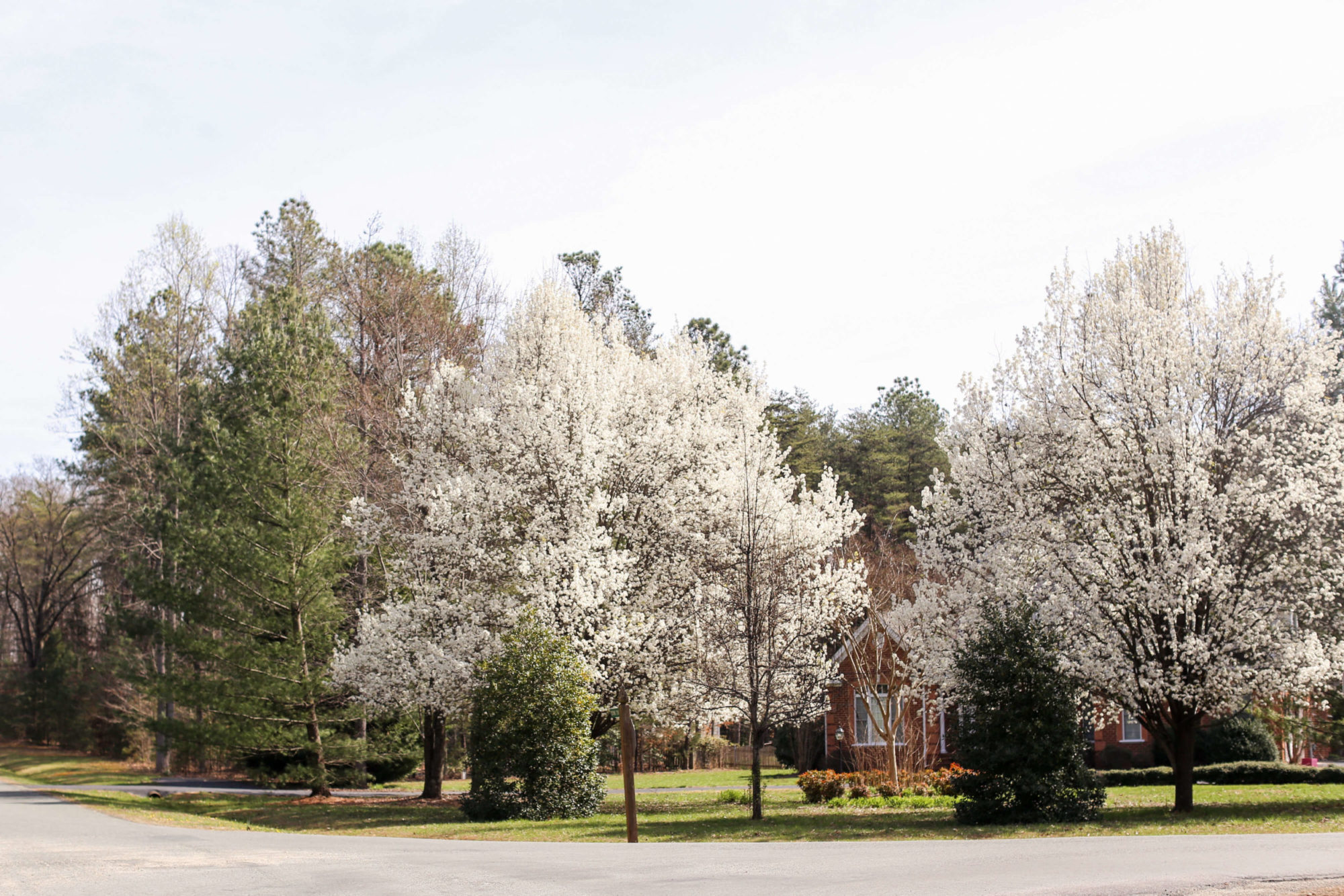 Goochland LivingDaniel Keeton » Mill Forest Community & Real Estate